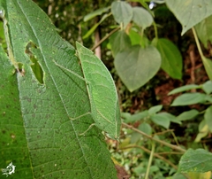Phylloptera