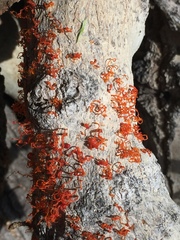 Cytospora chrysosperma