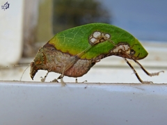 Pycnopalpa bicordata