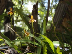 Prosthechea livida