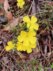 Hibbertia fasciculata