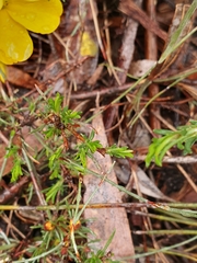 Hibbertia fasciculata