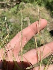 Muhlenbergia sylvatica
