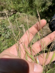 Muhlenbergia sylvatica