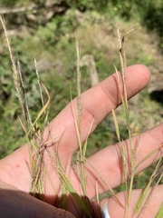 Muhlenbergia sylvatica