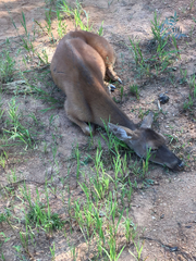 Odocoileus virginianus virginianus