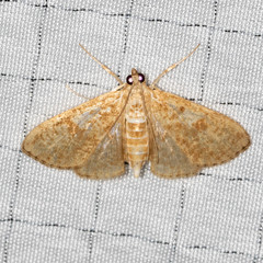 Palpita freemanalis