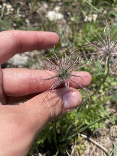 Pulsatilla albana (Pulsatilla albana)