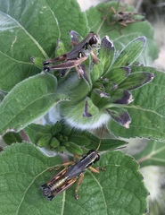 Phoetaliotes nebrascensis