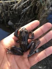 Lithobates psilonota