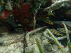 Monanchora arbuscula