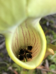 Exyra semicrocea