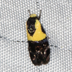 Rectiostoma xanthobasis