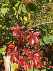 Parthenocissus quinquefolia