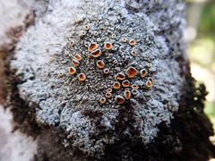 Brigantiaea chrysosticta