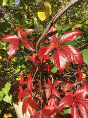 Parthenocissus quinquefolia