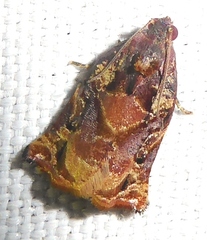 Archips micaceana