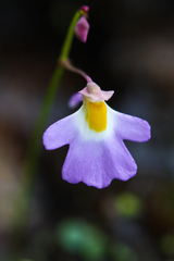 Utricularia striatula