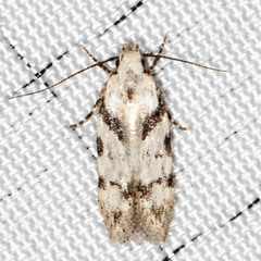 Pseudotelphusa palliderosacella