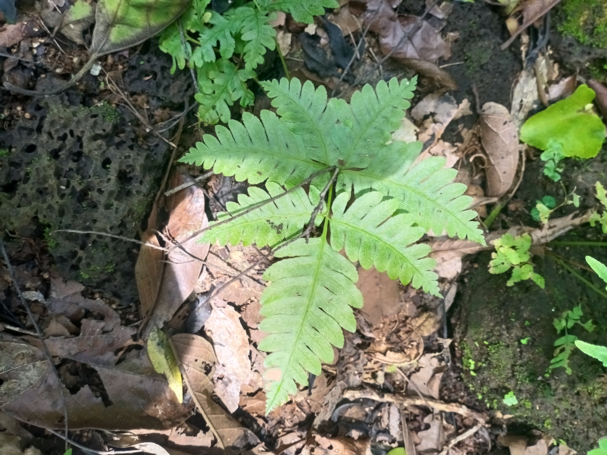 Pteris grevilleana (Pteris grevilleana)