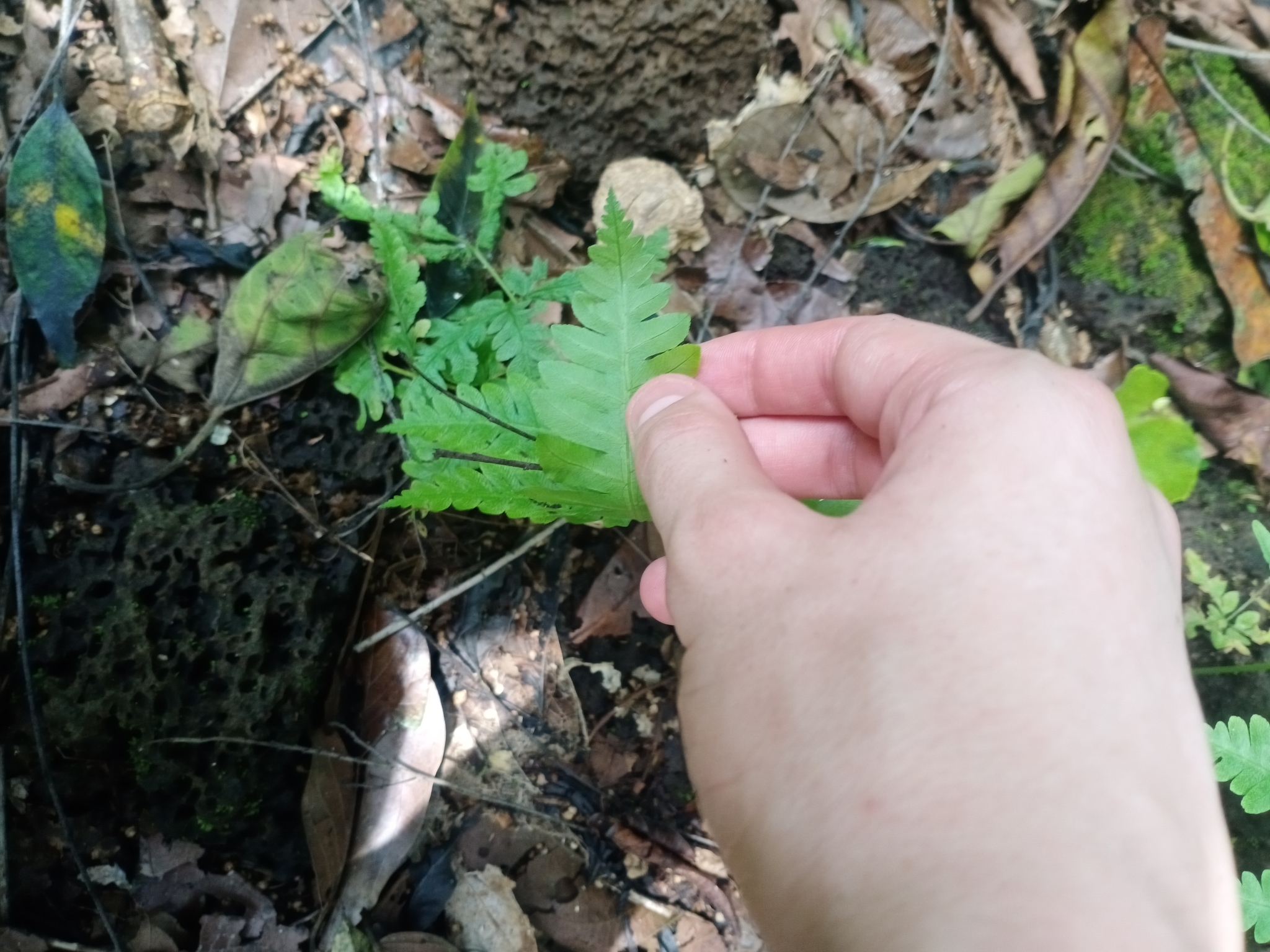 Pteris grevilleana — ảnh 2
