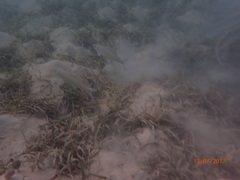 Albulidae