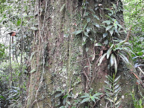 Terminalia kleinii (Terminalia kleinii)