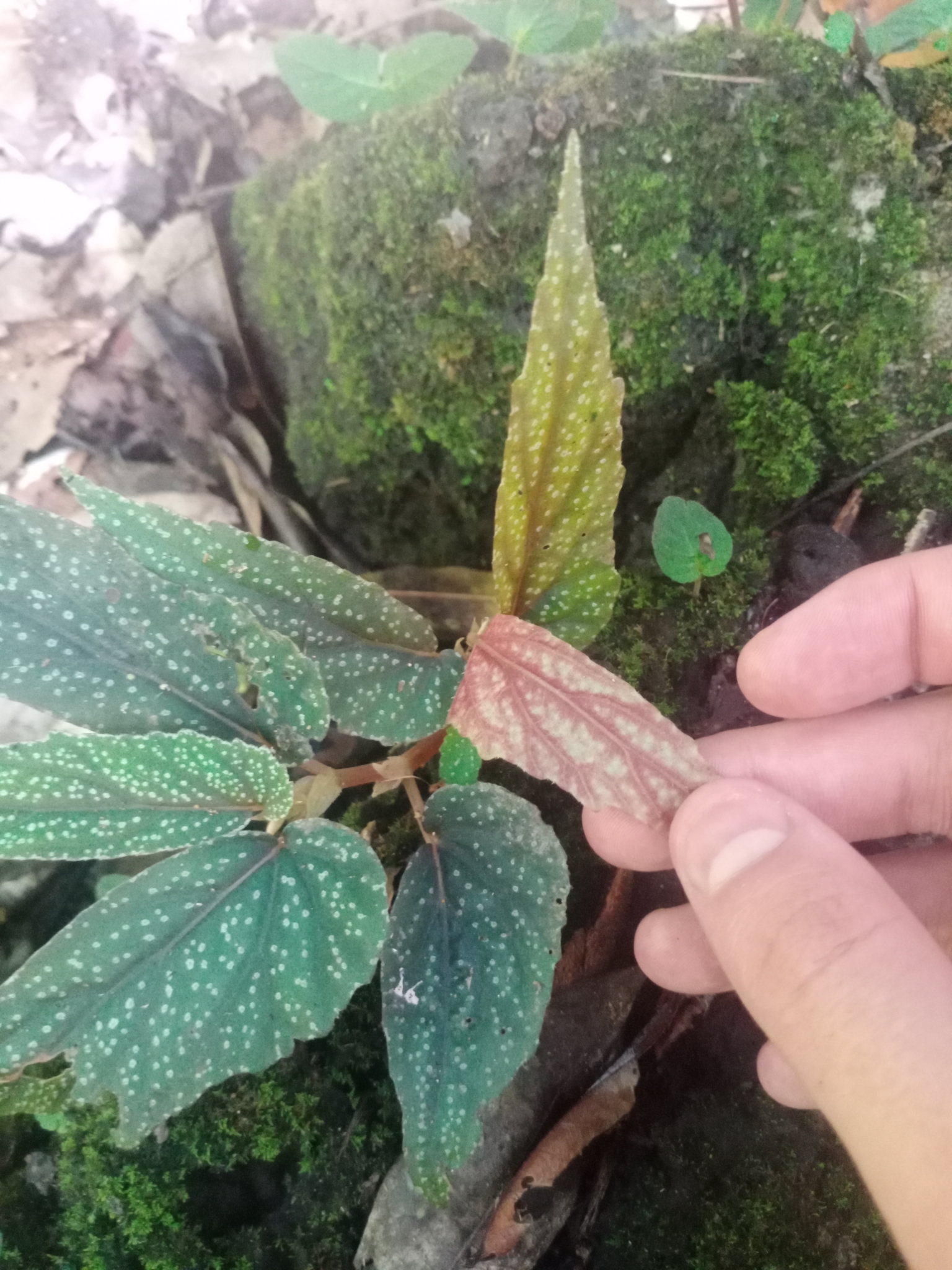 Begonia geoffrayi — ảnh 2