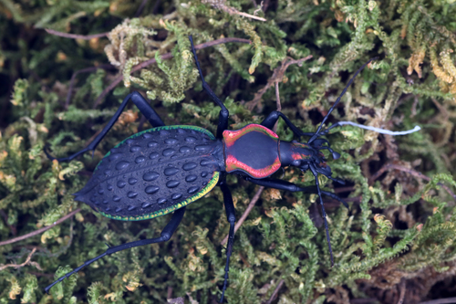 Carabus ignimitella
