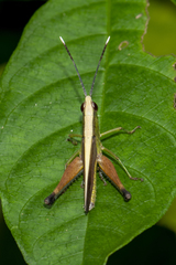Phlaeoba antennata