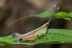 Phlaeoba antennata