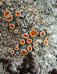 Brigantiaea chrysosticta