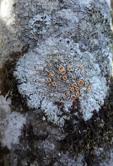 Brigantiaea chrysosticta