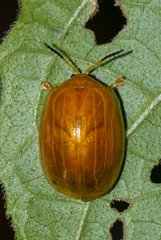 Oides maculata