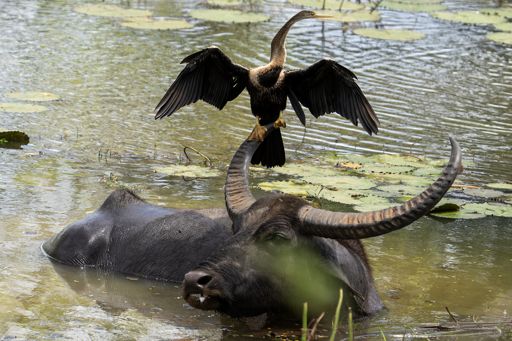 Wild Water Buffalo