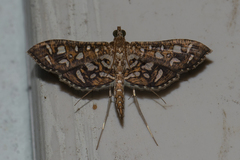 Nausinoe geometralis