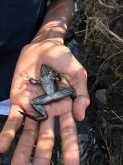 Lithobates psilonota