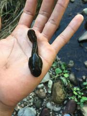 Lithobates psilonota