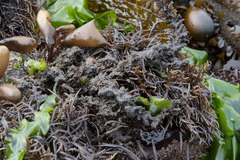 Callithamnion pikeanum