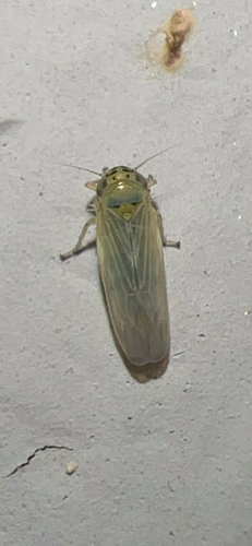 Aster Leafhopper photo 4