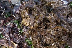 Desmarestia herbacea