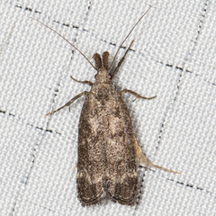 Dichomeris inversella