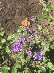 Hylephila phyleus