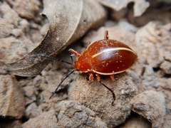 Ellipticus dorbignyi