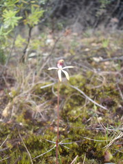 Caladenia atradenia