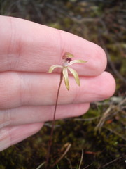 Caladenia atradenia