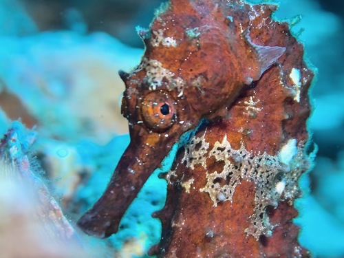 Winged seahorse (Hippocampus alatus) — Syngnathidae — 2