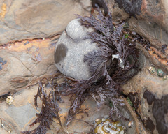 Microcladia borealis