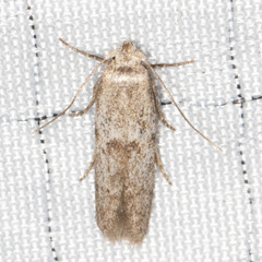 Hypatopa punctiferella