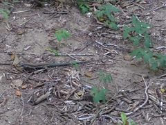 Aspidoscelis guttatus